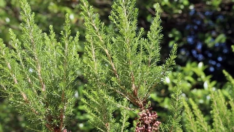Thuja Tree Branches And Green Leaves Swaying Stock Footage 321002345