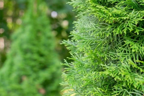 Thuja tree branches. Close-up Foto stock