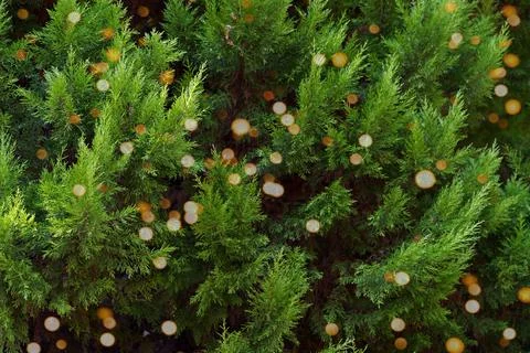Thuja tree close up with lights Stock Photos