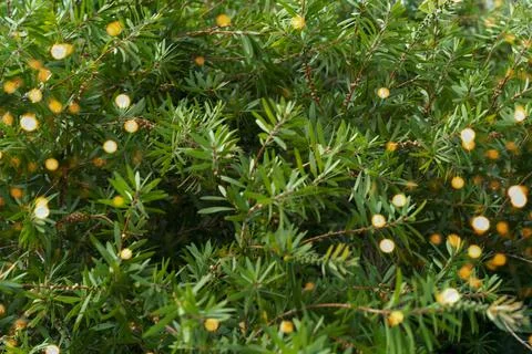 Thuja tree close up with lights Stock Photos