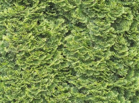 Thuja Tree Closeup Stock Photos
