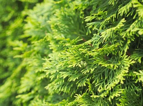 Thuja Tree Closeup Stock Photos