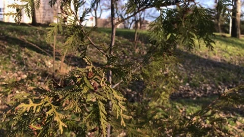Thuja tree develops in the wind in a park at sunset. Video stock 147130337