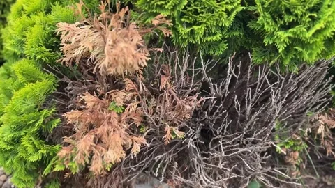 The thuja tree dries up, turns yellow and brown. Dry dying plant Thuja  Stock Footage 337413643