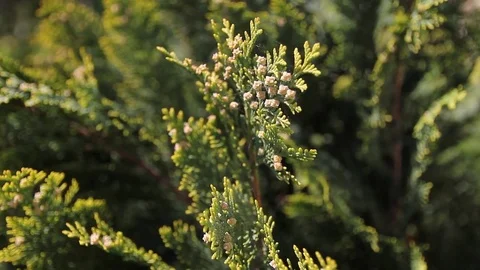Thuja tree Stock-Footage 75273328