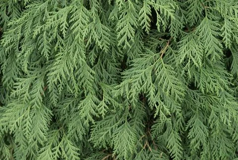 Thuja tree. Green pattern. Thuja tree texture.Abstract natural background. Stock Photos