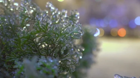 Thuja tree icy, freezing rain Stock Footage 70347749