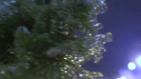 Thuja tree icy, freezing rain Stock Footage 70347795