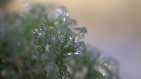 Thuja tree icy, freezing rain Stock Footage 70348499