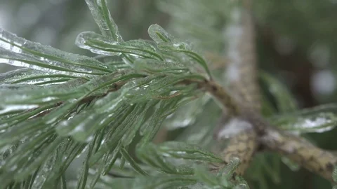 Thuja tree icy, freezing rain Video stock 70375825