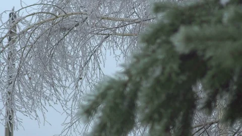 Thuja tree icy, freezing rain Stock Footage 70376234