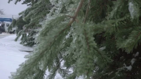 Thuja tree icy, freezing rain Stock Footage 70376310