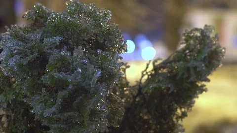 Thuja tree icy, freezing rain Stock Footage 70376956