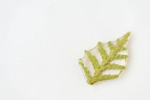 Thuja tree leaf filled with epoxy resin on a white textile background Stock Photos
