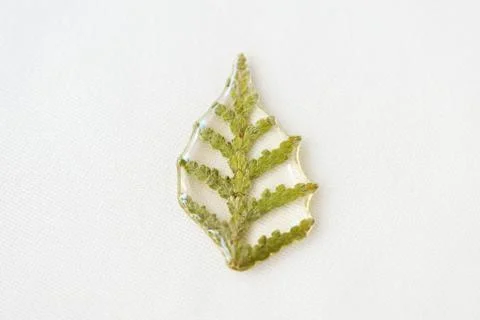 Thuja tree leaf filled with epoxy resin on a white textile background Stock Photos