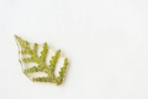 Thuja tree leaf filled with epoxy resin on a white textile background Stock Photos