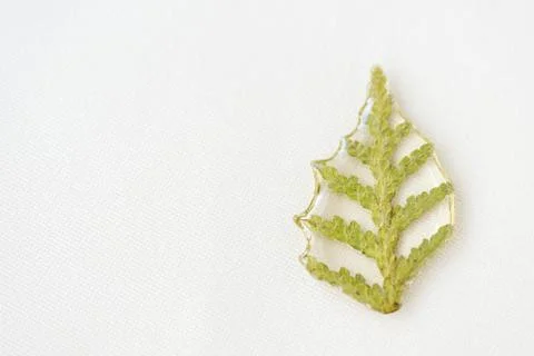 Thuja tree leaf filled with epoxy resin on a white textile background Stock Photos