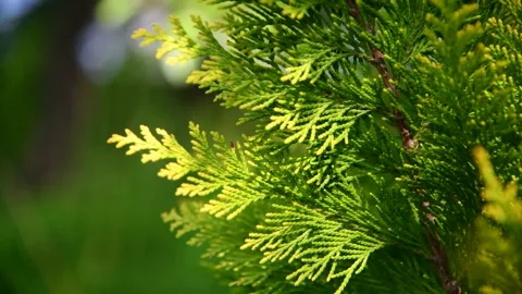 Thuja tree leaves background Stock Footage 243205315