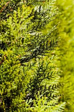 Thuja tree Stock Photos