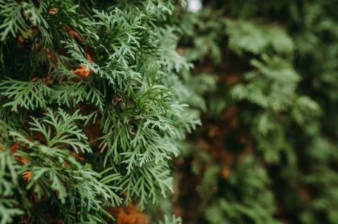 Thuja , tree, plants, green, background, nature Stock Photos