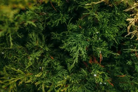 Thuja , tree, plants, green, background, nature Stock Photos