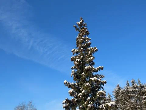 Thuja tree in winter Stock Photos