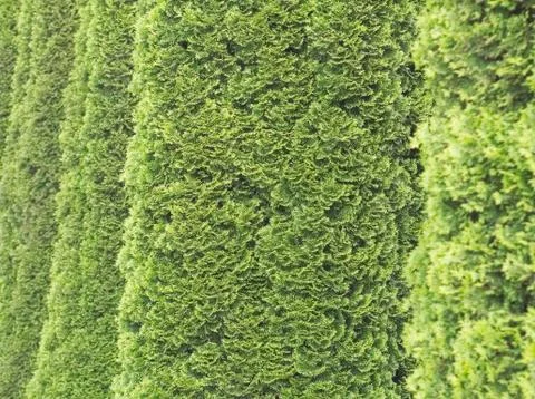 Thuja Trees Closeup Stock Photos