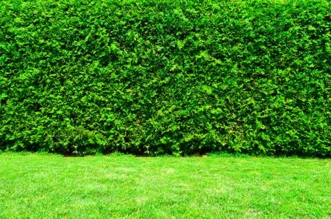 Thuja Trees Stock Photos