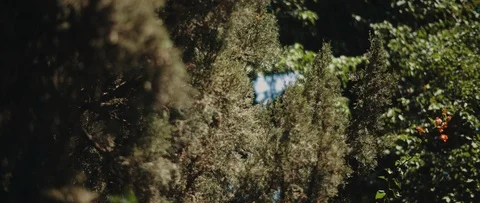 Thuja trees in the shadow with sun light. Nature background, b-roll. Stock Footage 126738135