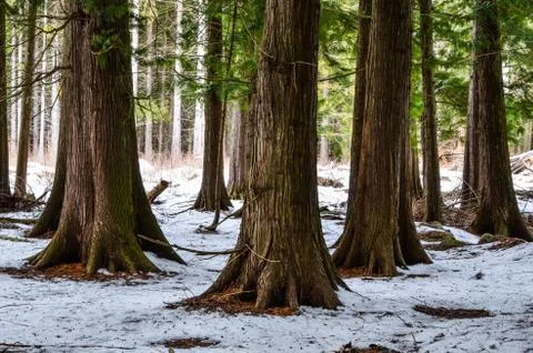 Thuja trees at winter Stock Photos