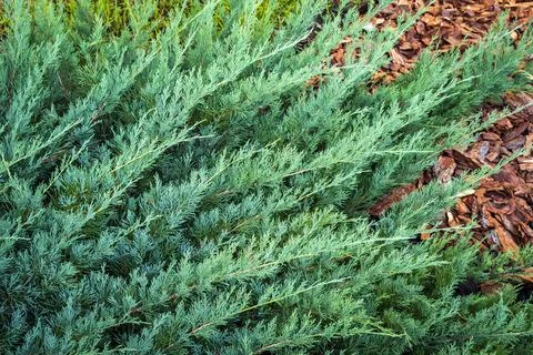 Thuja twigs close-up Foto stock
