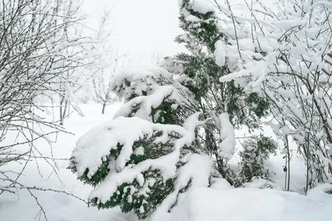 Thuja under a thick layer of snow Stock Photos