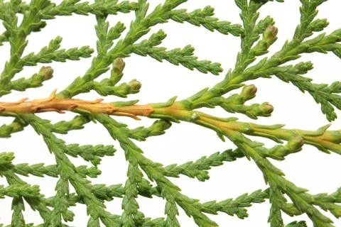Thuja on white background. macro Stock Photos