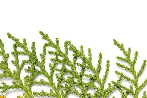 Thuja on white background. macro Stock Photos