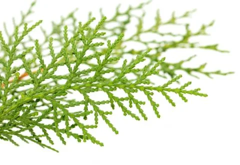 Thuja on white background. macro Stock Photos