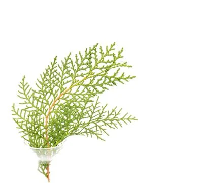 Thuja on white background. macro Stock Photos