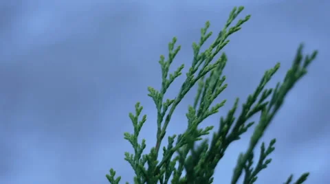 Thuja in the wind Video stock 66860442