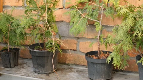 Thujas in the pots on the shelves in front of the red brick fence Stock Footage 181898037