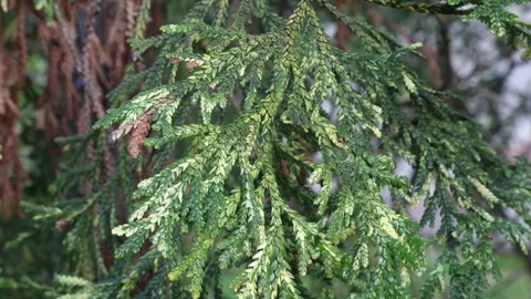 Thujopsis dolabrata 4K Video stock 264093148