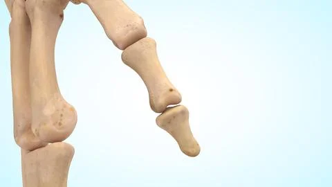 Thumb bones of 3d illustration Illustrazione stock