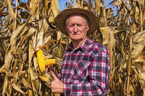 Thumb up corn is good Stock Photos