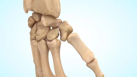 The thumb joint bones of 3d illustration Illustrazione stock
