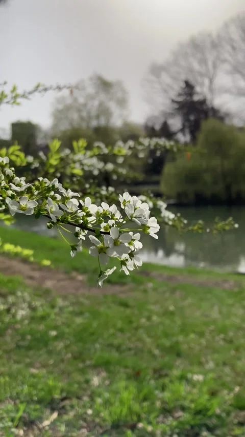Thunberg's meadowsweet in early bloom Stock Footage 273953666