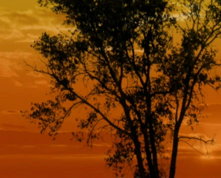 Thunder clouds on tree video loop Stock Footage 557975