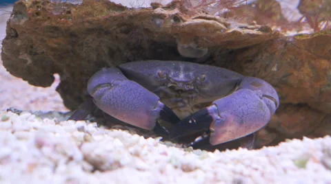 Thunder Crab Stock Footage 32325494