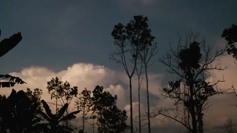 Thunder Evening in Amazon Rainforest 動画素材 309407808