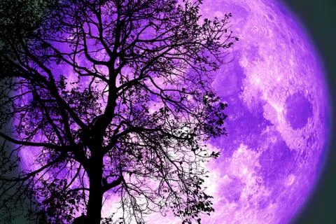 Thunder moon on night sky back over silhouette dark tree Stock Photos