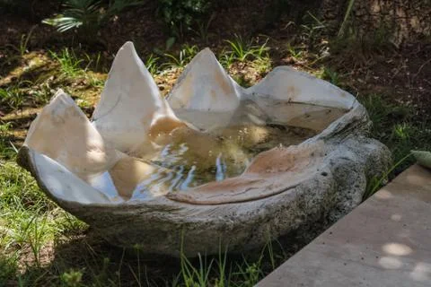 Thunder shell filled with water Foto stock