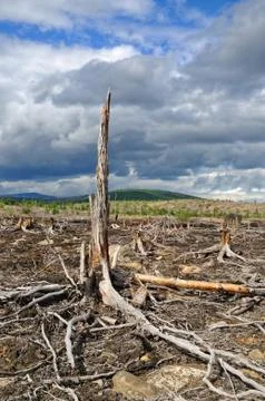 Thundercloud above a dead forest 스톡 사진