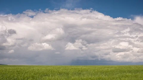 Thunderclouds developing over a wheat field Видео 130101886